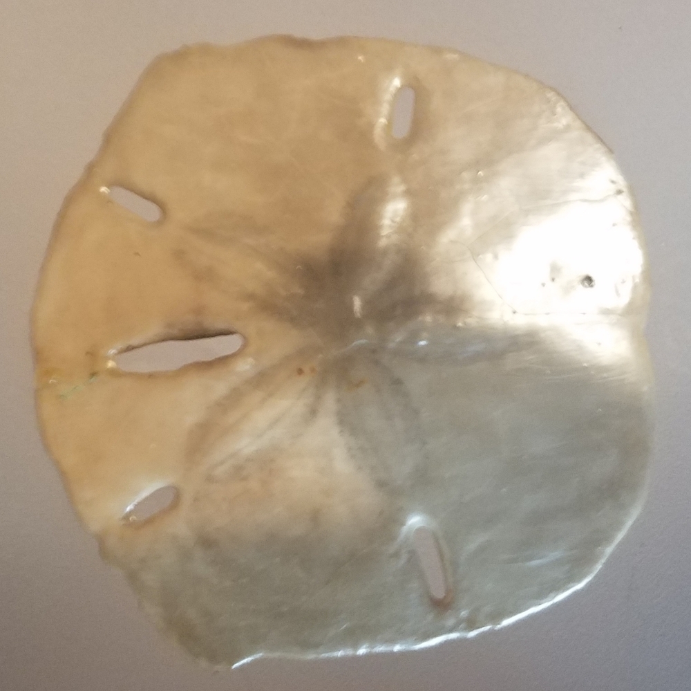3 Sand Dollars - Picture 4 of 7